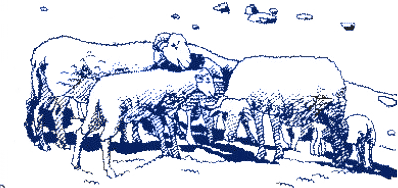 troupeau de brebis dans les montagnes basque